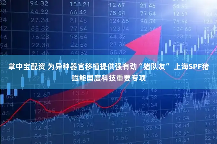 掌中宝配资 为异种器官移植提供强有劲“猪队友” 上海SPF猪赋能国度科技重要专项